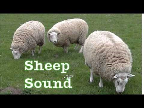 Sheep sound