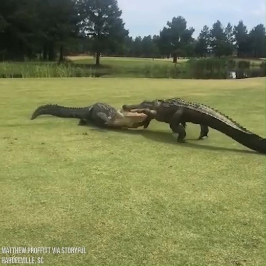 5.3M views · 5.7K reactions | GATOR FIGHT! Golfers in South Carolina came across two large alligators thrashing and locked onto each other with their powerful jaws near the 18th hole -- and the fight went on for nearly two hours! "Sudden death playoff on the 18!" the golf club said  STORY: https://bit.ly/3d2sjIx | FOX 13 News - Tampa Bay | Facebook