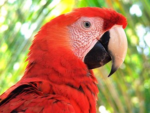 Meet ARCAS: Guatemala’s Animal Rescue Center - Viaventure