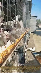 Mastering Pigeon Farming: Tips on Raising Pigeons on feeding grains using new method