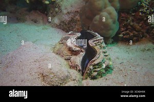 Mollusc, Bivalve (Tridacna Maxima) bivalve mollusk, grown among corals on the reef in the Red Sea, Marsa Alam, Egypt Stock Video Footage - Alamy