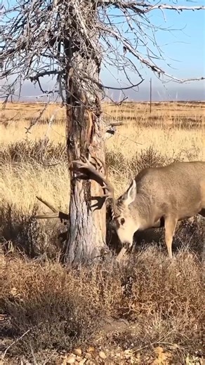 African Hunters Spot a Deer — And Take the Perfect Shot in Just 1 Minute!