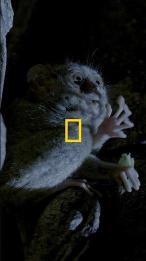 Wild and weird spectral tarsier facts 👀 #HostilePlanet #wildlife #shorts