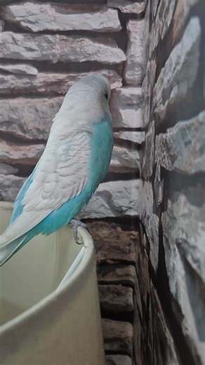 elvis.the.budgie on TikTok