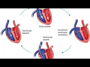 HeartPhysiology : Cardiac output, Preload, Afterload and Heart sounds, Tricuspid & Mitral Valves