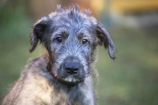 23 Irish Wolfhound Mixes: Crossbreeds You’ve Got To Love
