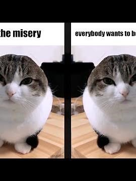 oh the misery (wawa cat) - enemy (HD Sync)