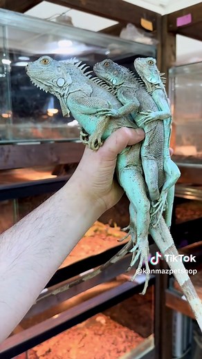 Understanding Blue Iguanas: Facts and Care Tips