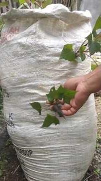 planting sweet potatoes in sacks #shorts #sweetpotatoes #farming