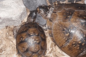 How To Create A Box Turtle Habitat Indoors