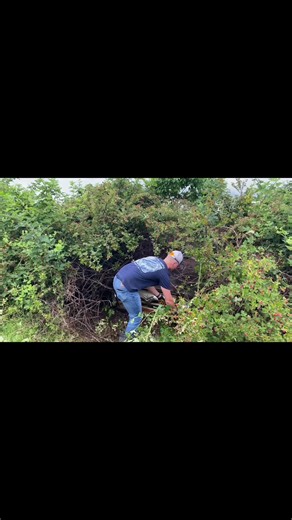 The 1956 f100 will make a return in August! #ford #fyp #f100 #1956 #Germany