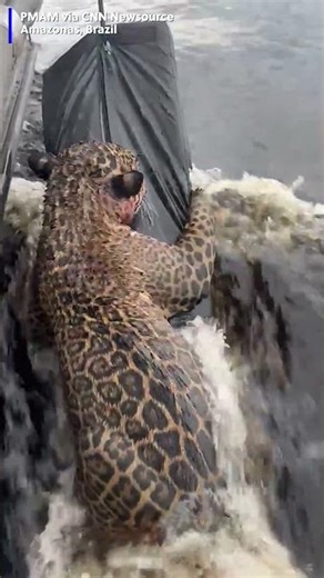 Brazil police rescue an injured jaguar struggling not to drown with an improvised flotation device