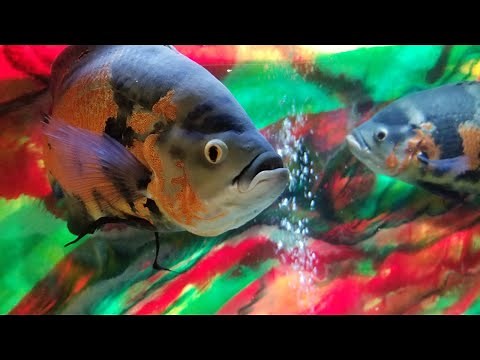 AQUARIUM SAFE EPOXY RESIN, FRESH OR SALTWATER 4 BONDING SEALING CASTING FIBERGLASSING RESIN