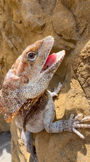 Squishy!🦎#frillednecklizard #frilleddragon #lizard #lizards #reptiles #animals #fyp