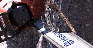 How to Cut Down a Tree Safely