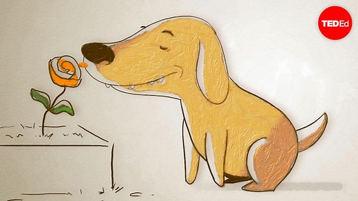 How do dogs "see" with their noses?