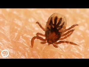 WATCH: How A Tick Digs Its Hooks Into You