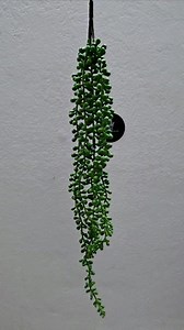 26K views · 69 reactions | Artificial String or Tears/Pears Vine   Price: 380 Taka only. Material: Plant Rubber. Plant size: 15 inch | Planter and Plant | Facebook