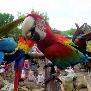 1.5M views · 4K shares | Disney Vision gives you a close-up look at the magic. Get a bird’s eye view of magnificent macaws at Disney’s Animal Kingdom Park. | Walt Disney World | Facebook