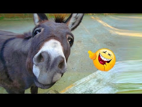 Funniest 😂 Donkey 🐴 Video Compilation Ever! ｜2019