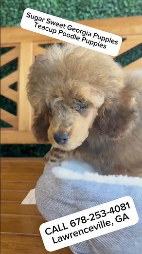 Meet Our 2 Month Old Teacup Poodle Puppy #forsale