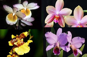 46 Common Orchid Types as Houseplants (With Pictures)