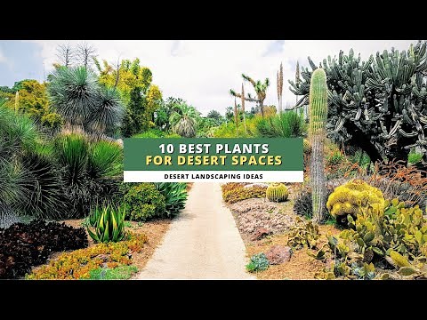 Desert Landscaping Ideas: 10 Best Plants for Your Desert Spaces 🏜️
