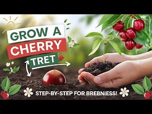Grow a Cherry Tree from a Pit:Step-by-Step Guide for Beginners#CherryTree#Gardeningtips