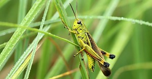 Grasshopper Poop: Everything You've Ever Wanted to Know