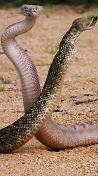 Secrets of Snake Reproduction: How Snakes Mate!