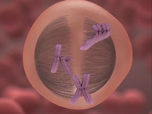 Animated representation of the different stages of meiosis | Britannica