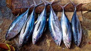 Can We Compost Fish? How? - The Scientific Gardener