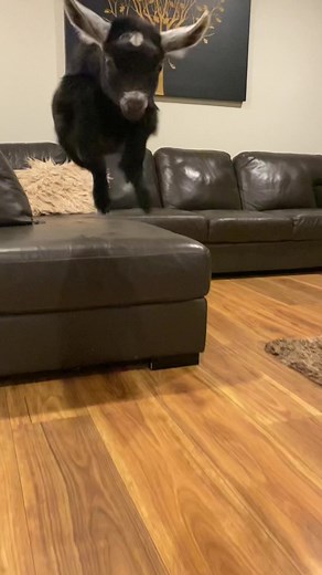 Adorable Baby Pygmy Goats Playing in Australia