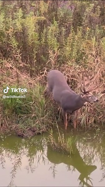 Whitetail Deer Hunting Tips and Techniques