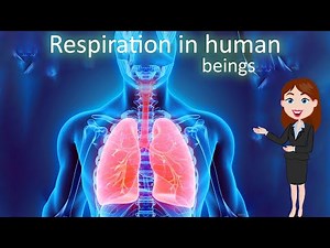 Respiration || 3D animated explanation || class 10th || Life process ||