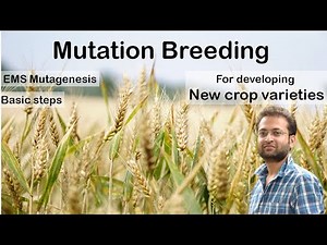 What is mutation breeding? How EMS mutagenesis works to develop new plant varieties? Mutation