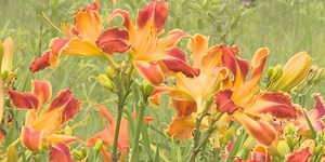 Community takes part in Daylily Open Garden at Hello Gorgeous Gardens