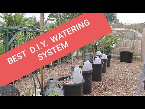 EASIEST & CHEAPEST DIY SELF WATERING SYSTEM FOR YOUR PLANTS/ TREES.
