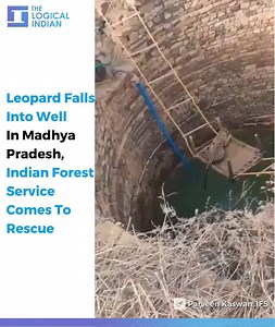 104K views · 111 shares | The video was tweeted by Indian Forest Service's Parveen Kaswan, among others. "Ingenuity at best. This #leopard fell into a deep well at Shivpuri, Madhya Praresh. Was rescued on time. He supported as well, many a times they attack the rescuers also," he wrote. | The Logical Indian | Facebook
