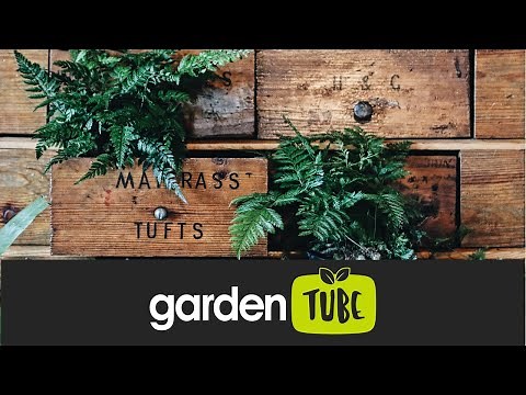 Fern Care 101 - How to care for your indoor ferns