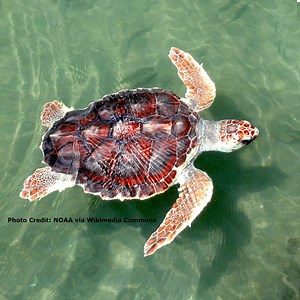 FACT SHEET: Loggerhead Sea Turtles | Turtle Island Restoration Network