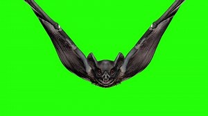 Vampire Bat Flying Attacking Ion Green Stock Footage Video (100% Royalty-free) 1036447700 | Shutterstock