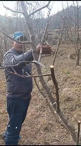 169K views · 1.5K reactions | Pruning and traning पंडार चौकी ओवीरेन्द्र ठाकुर के बगीचे मे | Situ Chauhan Orchardist | Facebook