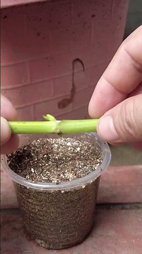 How to Propagate Hydrangeas from Cuttings! Ready to Grow Your Own Plants #hydrangeacare