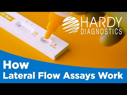 How Lateral Flow Assays Work