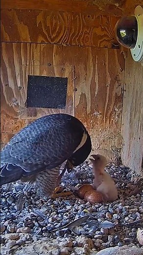 Peregrine falcon chicks open their beaks, waiting to eat. #wildlife #birds #falcon #nest