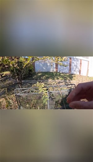 Testing Big Glide Baits for Bass Fishing