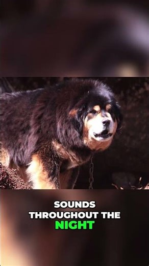 Tibetan Mastiff – Fearless Protector in Any Climate
