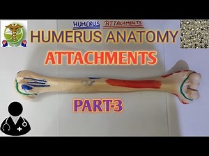 Humerus Attachments Humerus Anatomy Easy explanation