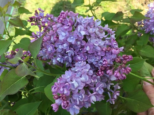 Lilac Growing Guide - How to Care for Lilac Bushes - Garden Design